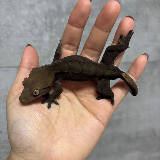 챠콜 알티