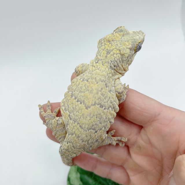 옐로우 레티큘