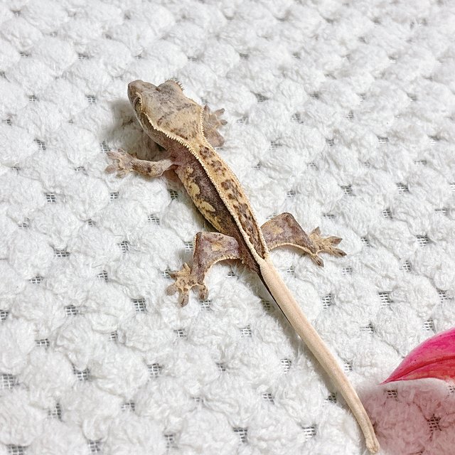 노멀 핀스트라이프 풀핀 쿼드