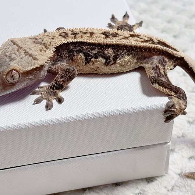 핀스트라이프 풀핀 쿼드