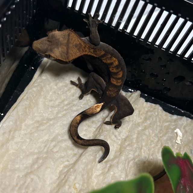 플레임 다크 블랙 챠콜