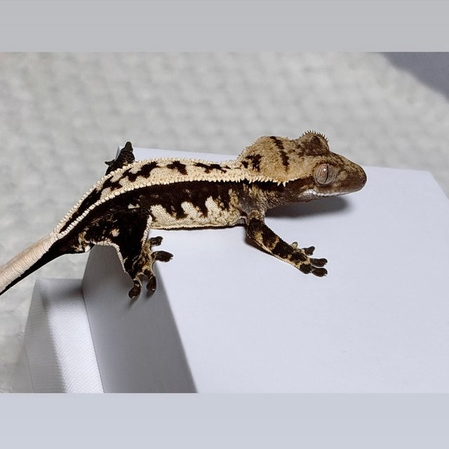 노멀 핀스트라이프 풀핀 쿼드 다크