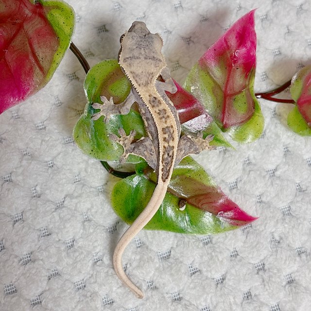 노멀 핀스트라이프 풀핀 쿼드