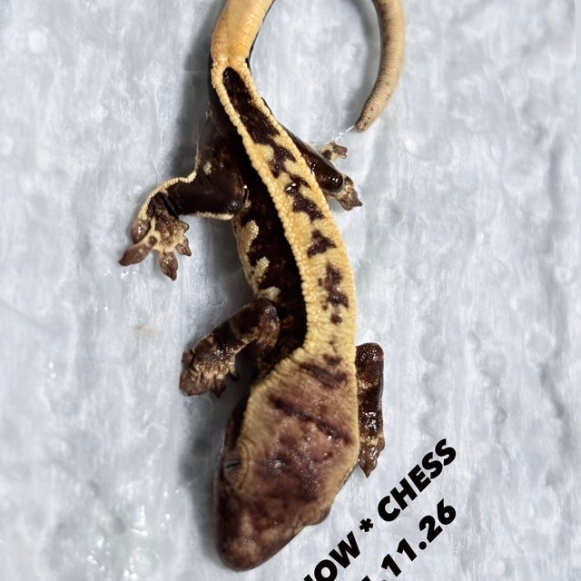 노멀 핀스트라이프 풀핀 쿼드 다크