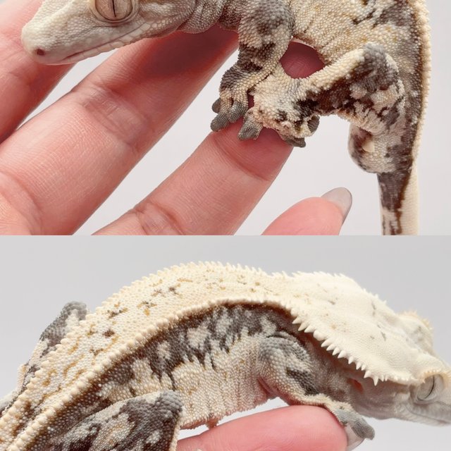 쿼드 풀핀 핀스트라이프