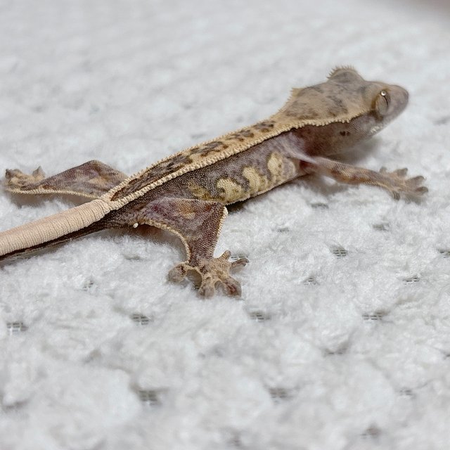 노멀 핀스트라이프 풀핀 쿼드