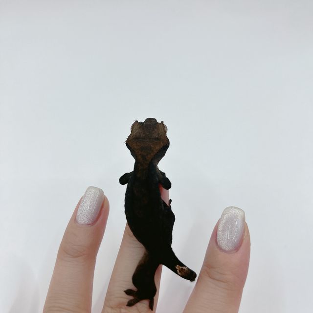 알티 챠콜