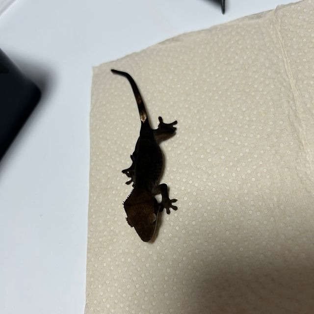 다크 블랙 챠콜