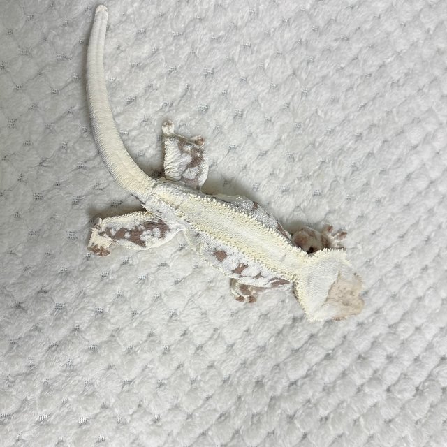 솔리드백 릴리화이트