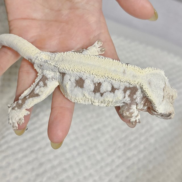 솔리드백 릴리화이트