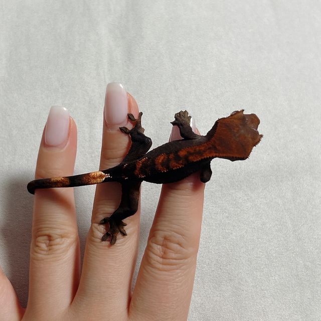 플레임 다크 블랙 챠콜
