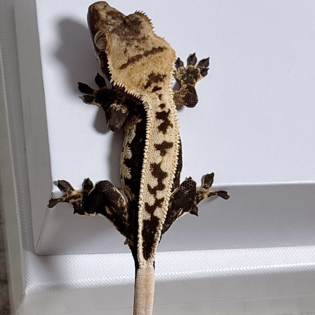 노멀 핀스트라이프 풀핀 쿼드 다크