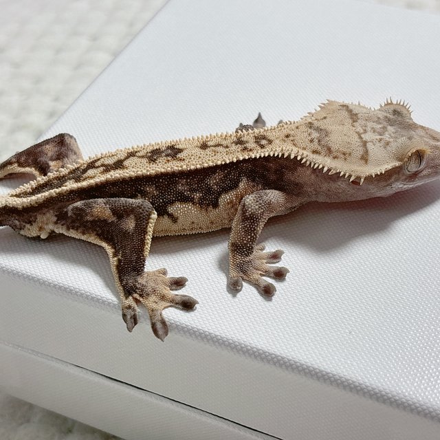 핀스트라이프 풀핀 쿼드