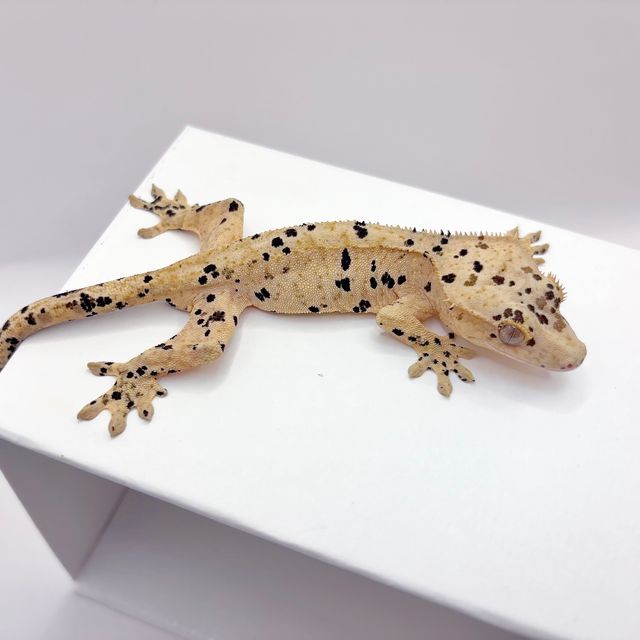 슈퍼달마시안