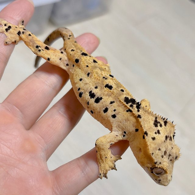 슈퍼달마시안 달마시안