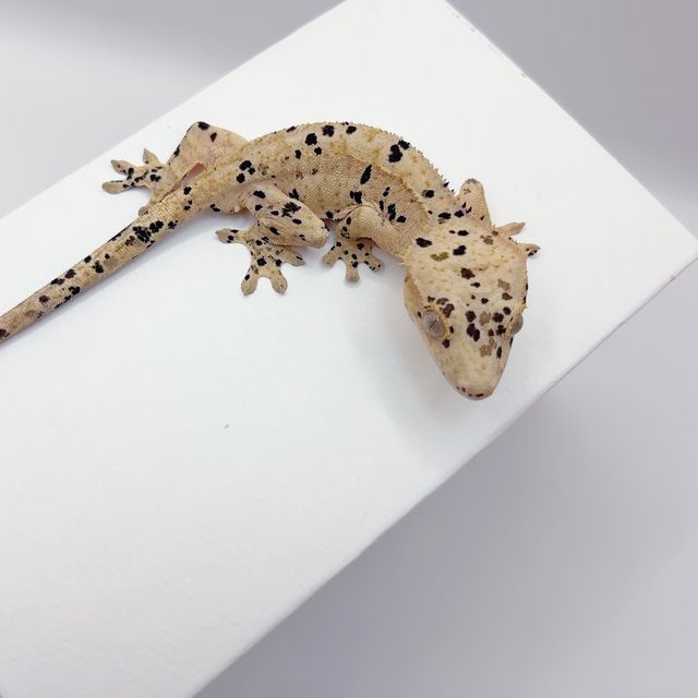 슈퍼달마시안