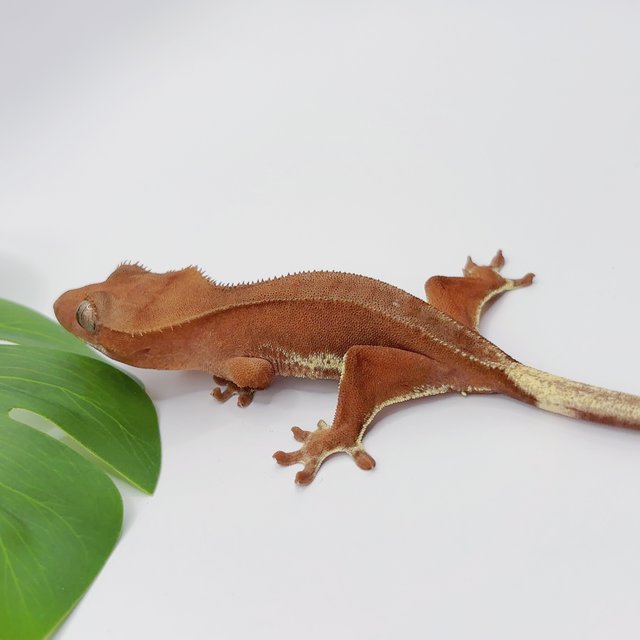 팬텀 릴리화이트 레드