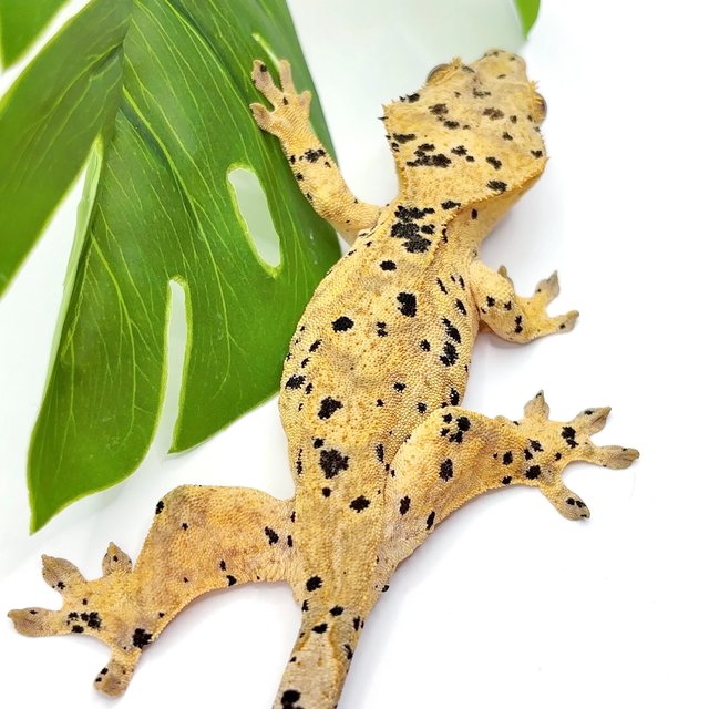 슈퍼달마시안 달마시안