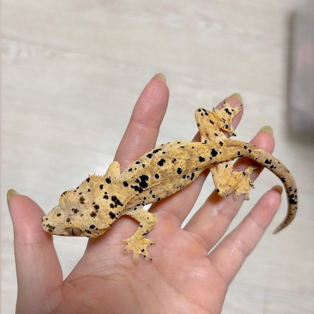 슈퍼달마시안 달마시안