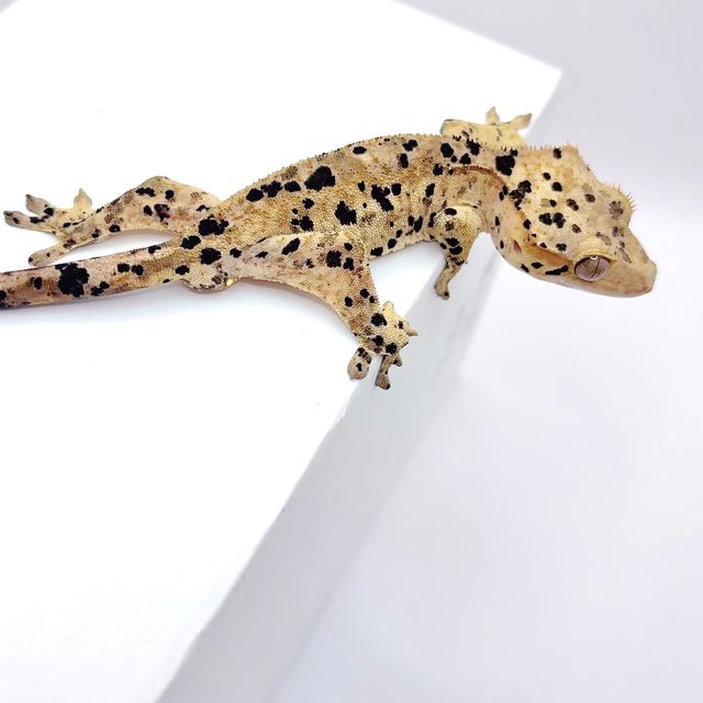 슈퍼달마시안