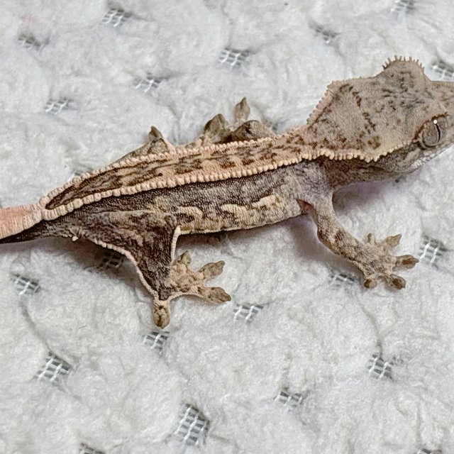 노멀 핀스트라이프 풀핀 쿼드