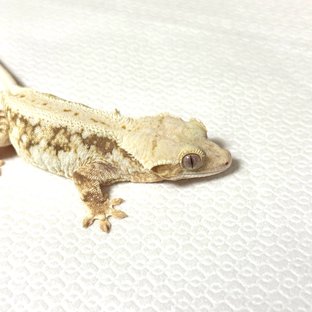 릴리화이트 화이트