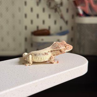 프랍