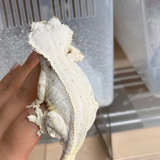 바나