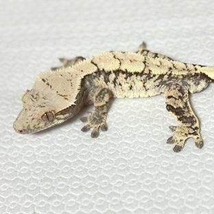 노멀 트라이 익스트림할리퀸