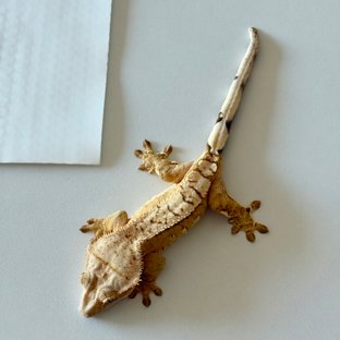 노멀 크림시클 옐로우