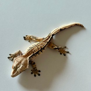 노멀 익스트림할리퀸 트라이