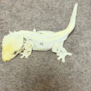 릴리화이트 솔리드백