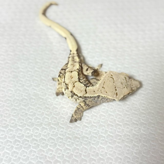 노멀 트라이 익스트림할리퀸