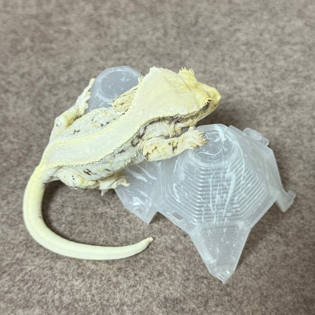 릴리화이트 솔리드백