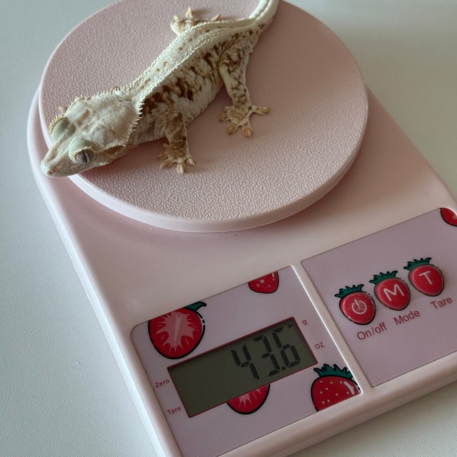 릴리화이트 화이트