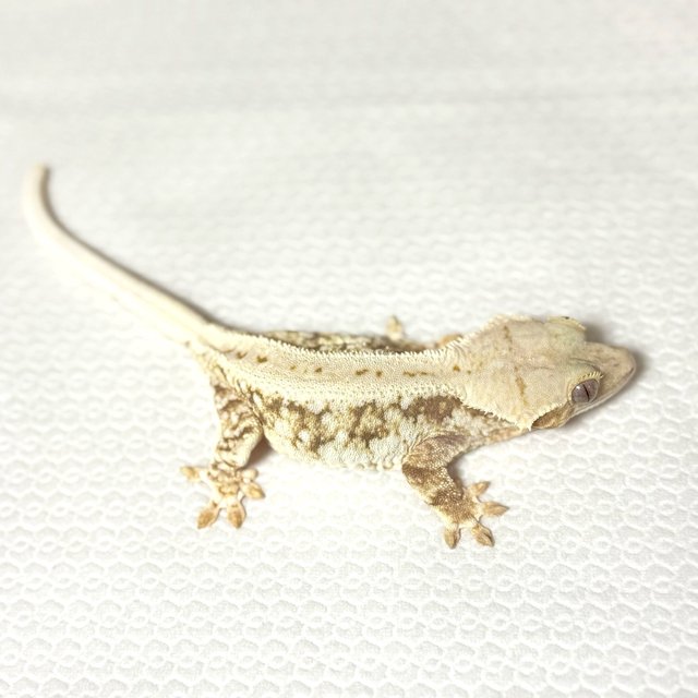 릴리화이트 화이트