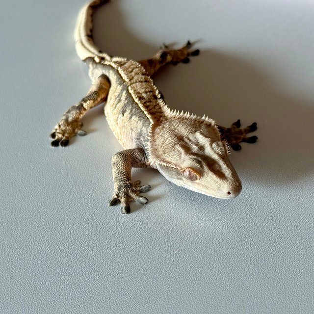 노멀 익스트림할리퀸 트라이