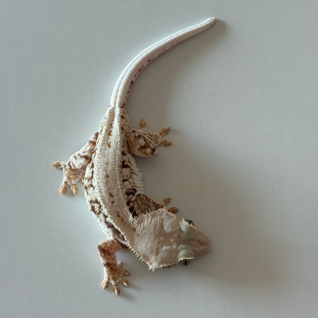 릴리화이트 화이트