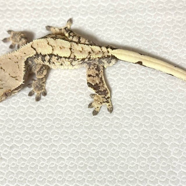 노멀 트라이 익스트림할리퀸