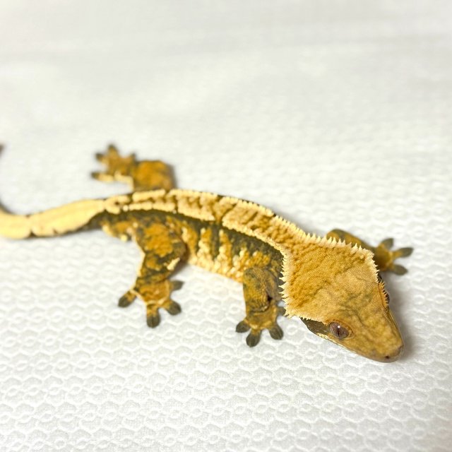 노멀 트라이 익스트림할리퀸