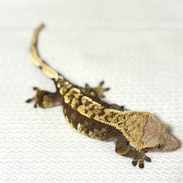 노멀 다크 익스트림할리퀸