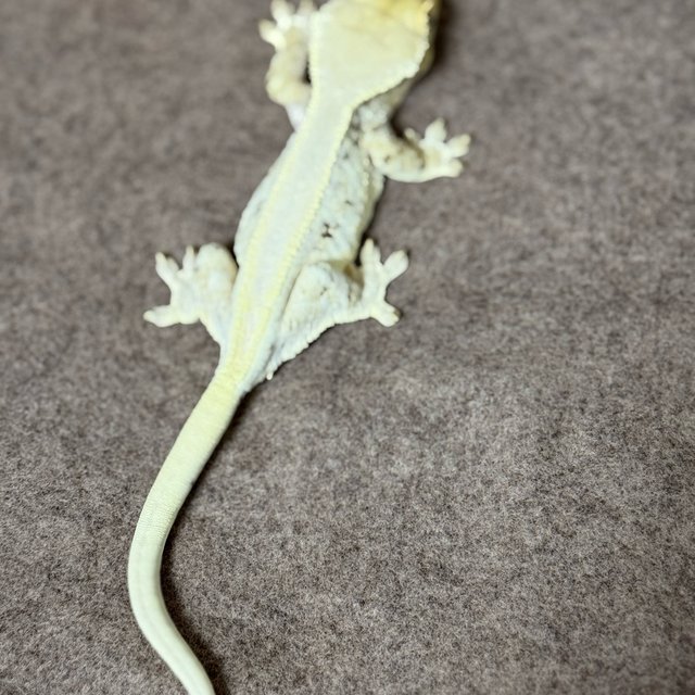 릴리화이트 솔리드백