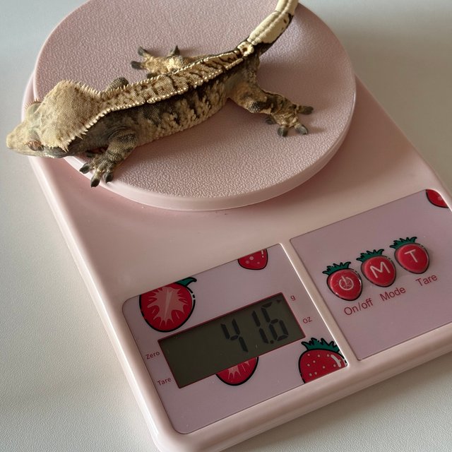 노멀 익스트림할리퀸 트라이