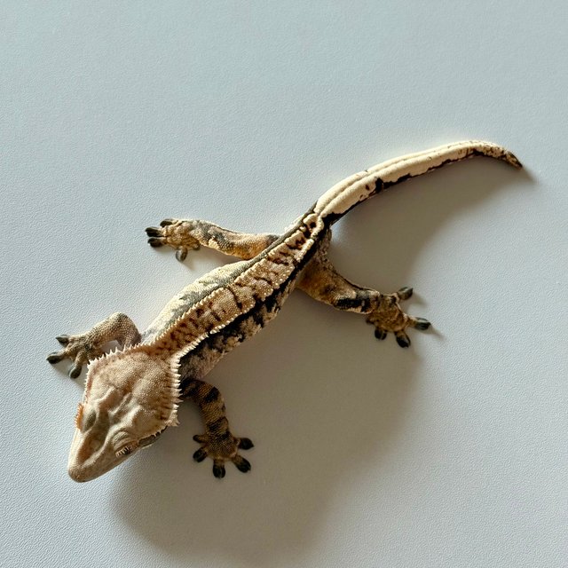 노멀 익스트림할리퀸 트라이