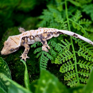 트라이 익스트림할리퀸