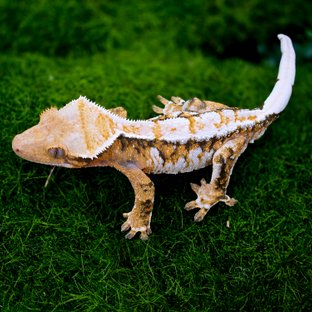 트라이 익스트림할리퀸