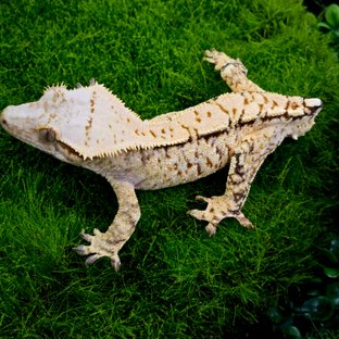 트라이 익스트림할리퀸