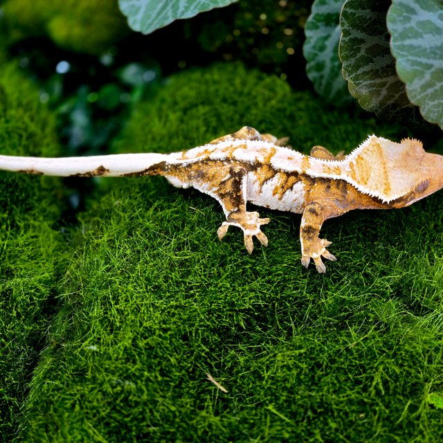 트라이 익스트림할리퀸