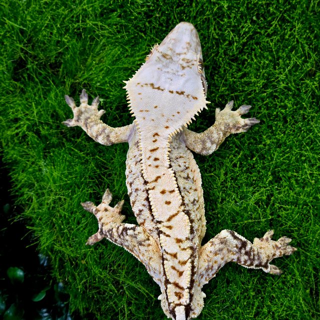 트라이 익스트림할리퀸