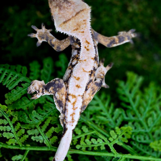 트라이 익스트림할리퀸